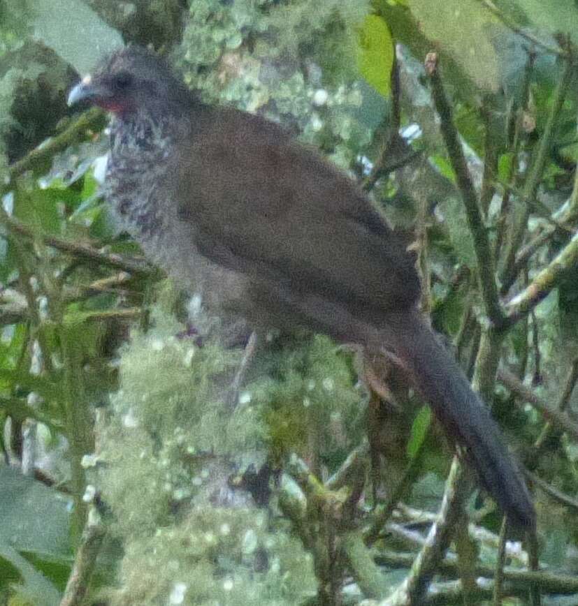 Image of Speckled Chachalaca