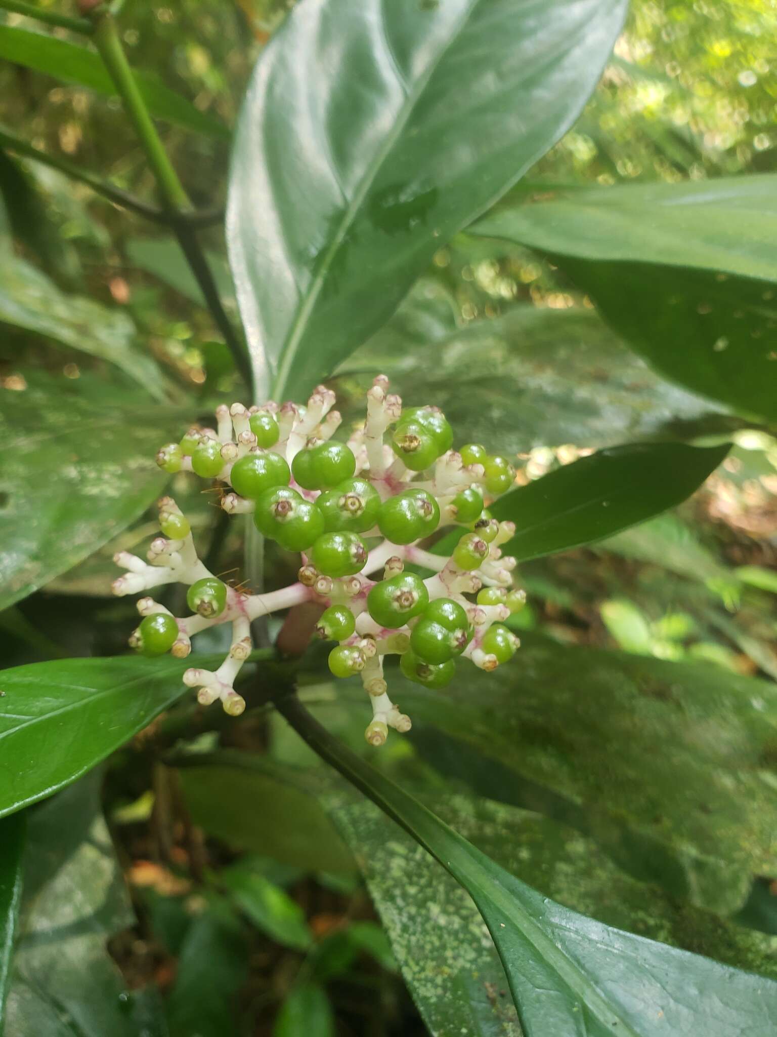 Imagem de Chassalia curviflora (Wall.) Thwaites