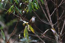 Image of Banded Bay Cuckoo