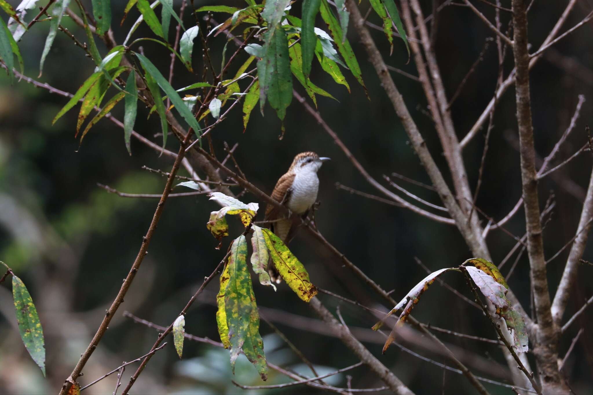 Image of Banded Bay Cuckoo