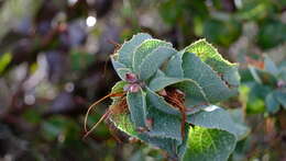 Image of Hakea conchifolia Hook.