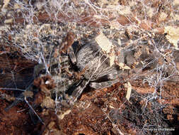 Image of Desid spider