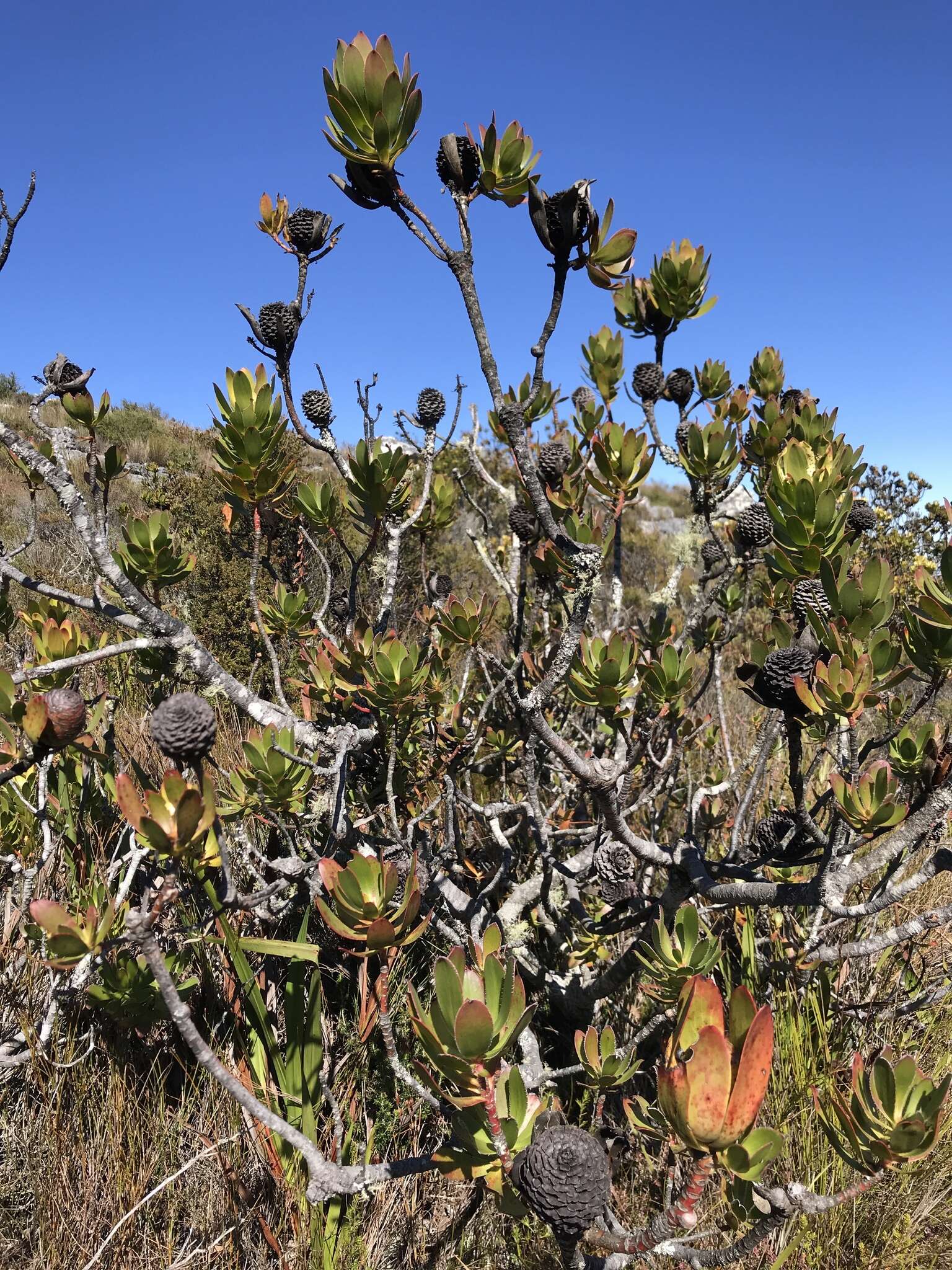 Plancia ëd Leucadendron strobilinum (L.) Druce