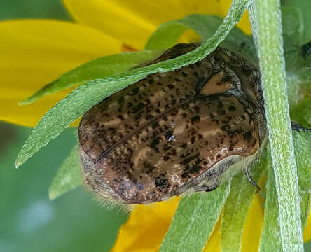 Image of Bumble Flower Beetle