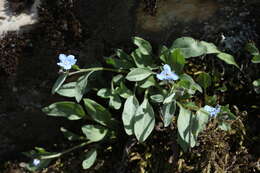 Image of Omphalodes rupestris Rupr. ex Boiss.