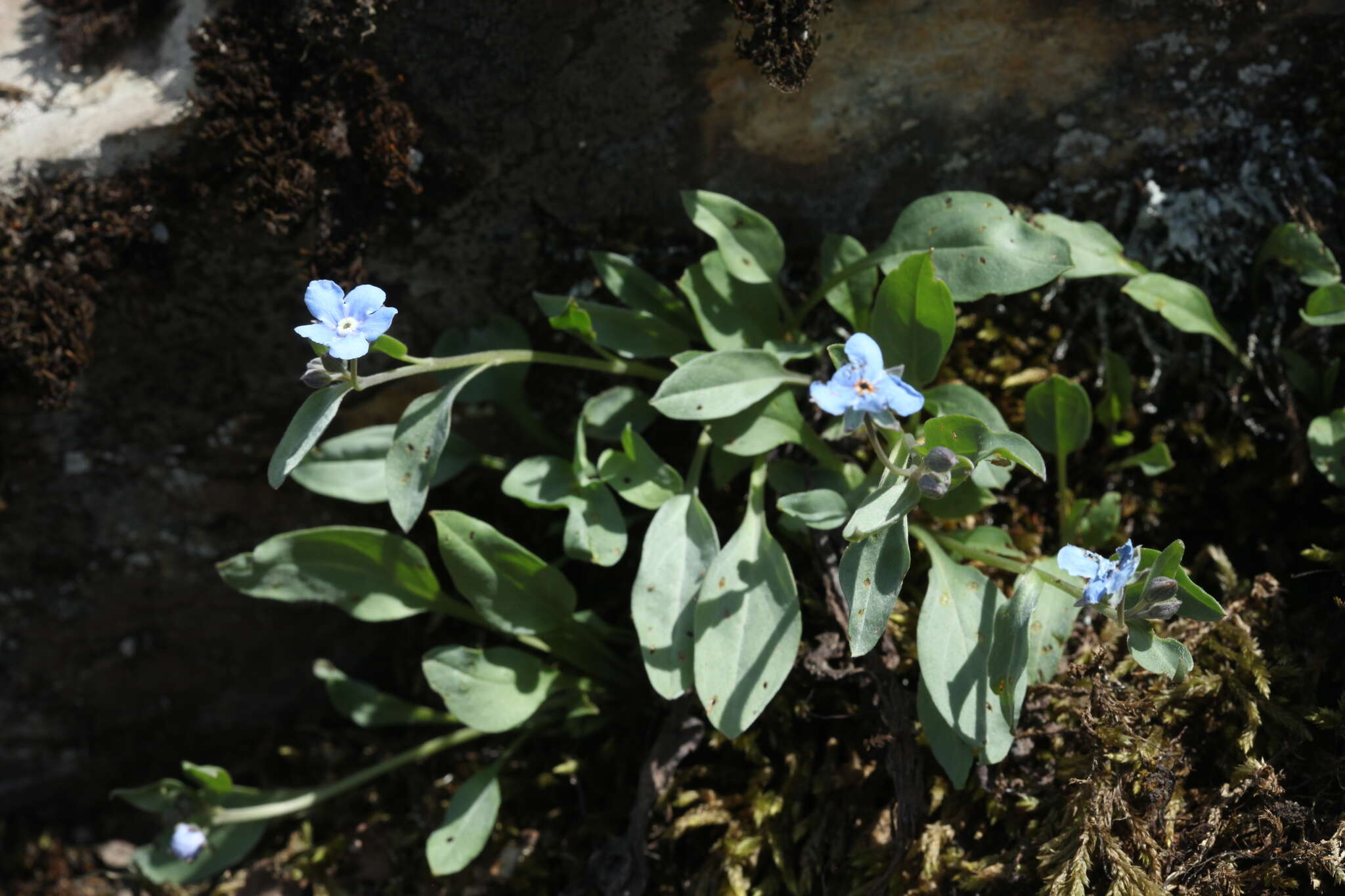 Omphalodes rupestris Rupr. ex Boiss. resmi