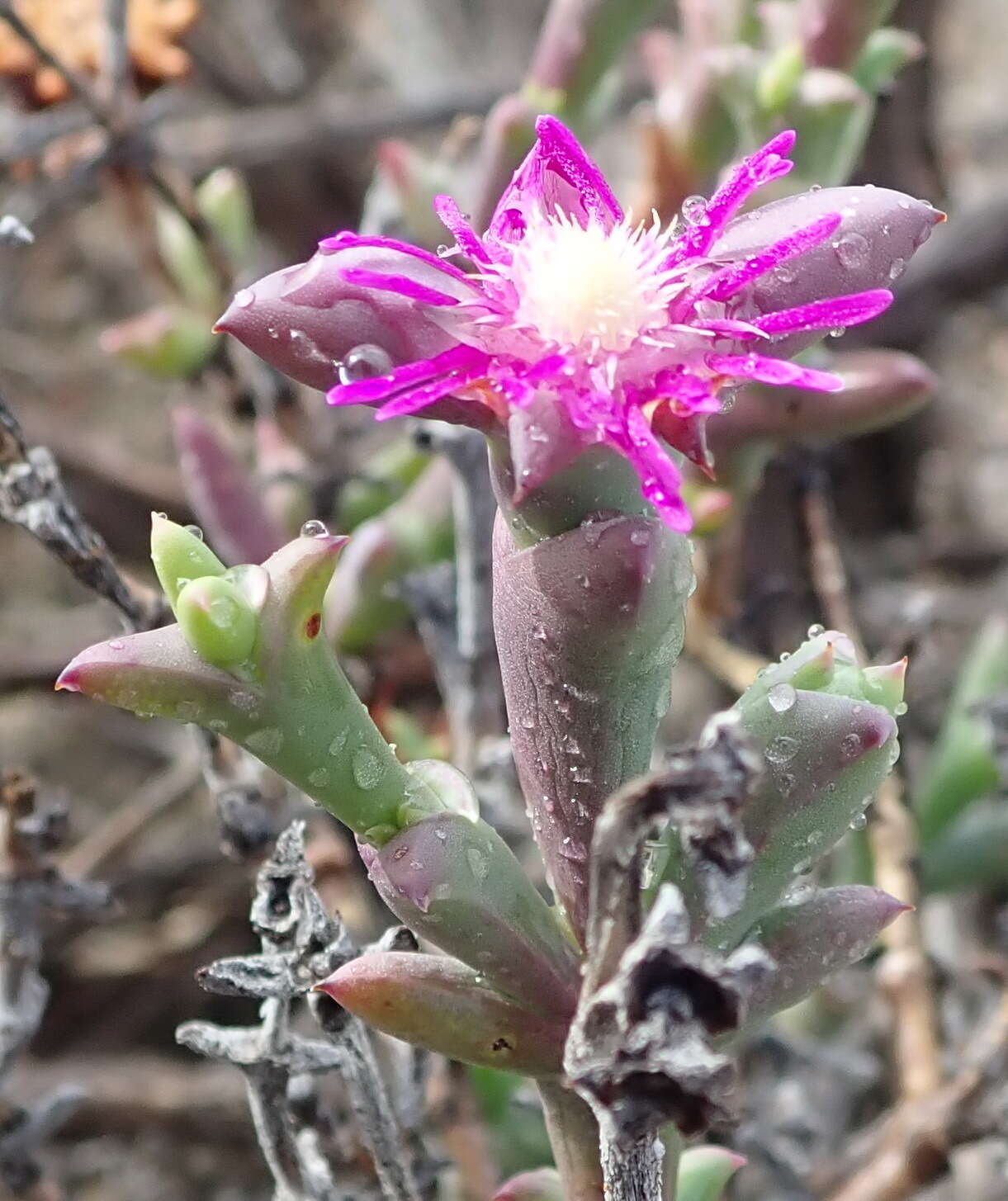 Image of Smicrostigma viride (Haw.) N. E. Br.