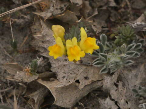 Image of Linaria polygalifolia Hoffmgg. & Link