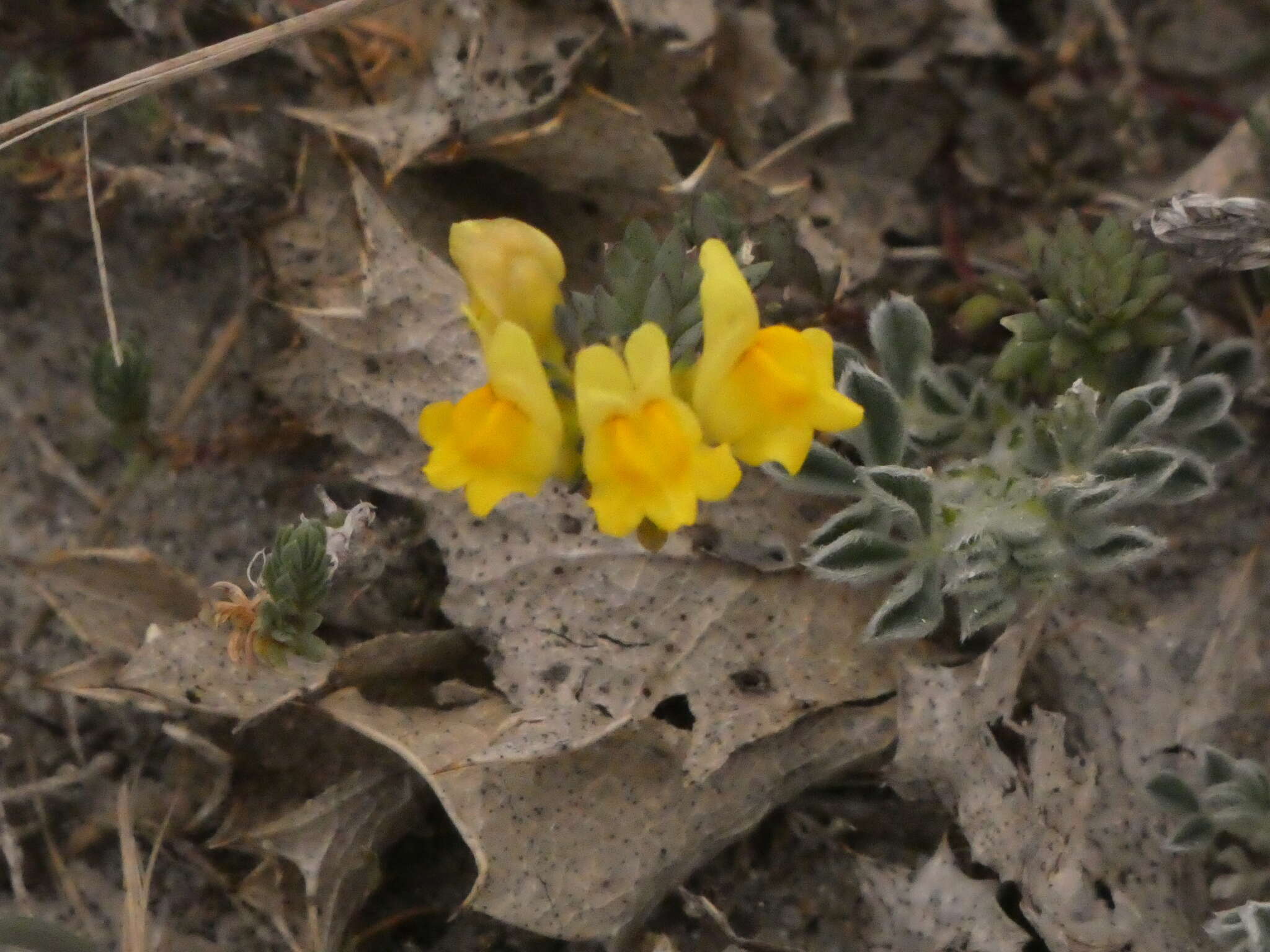 Plancia ëd Linaria polygalifolia Hoffmgg. & Link