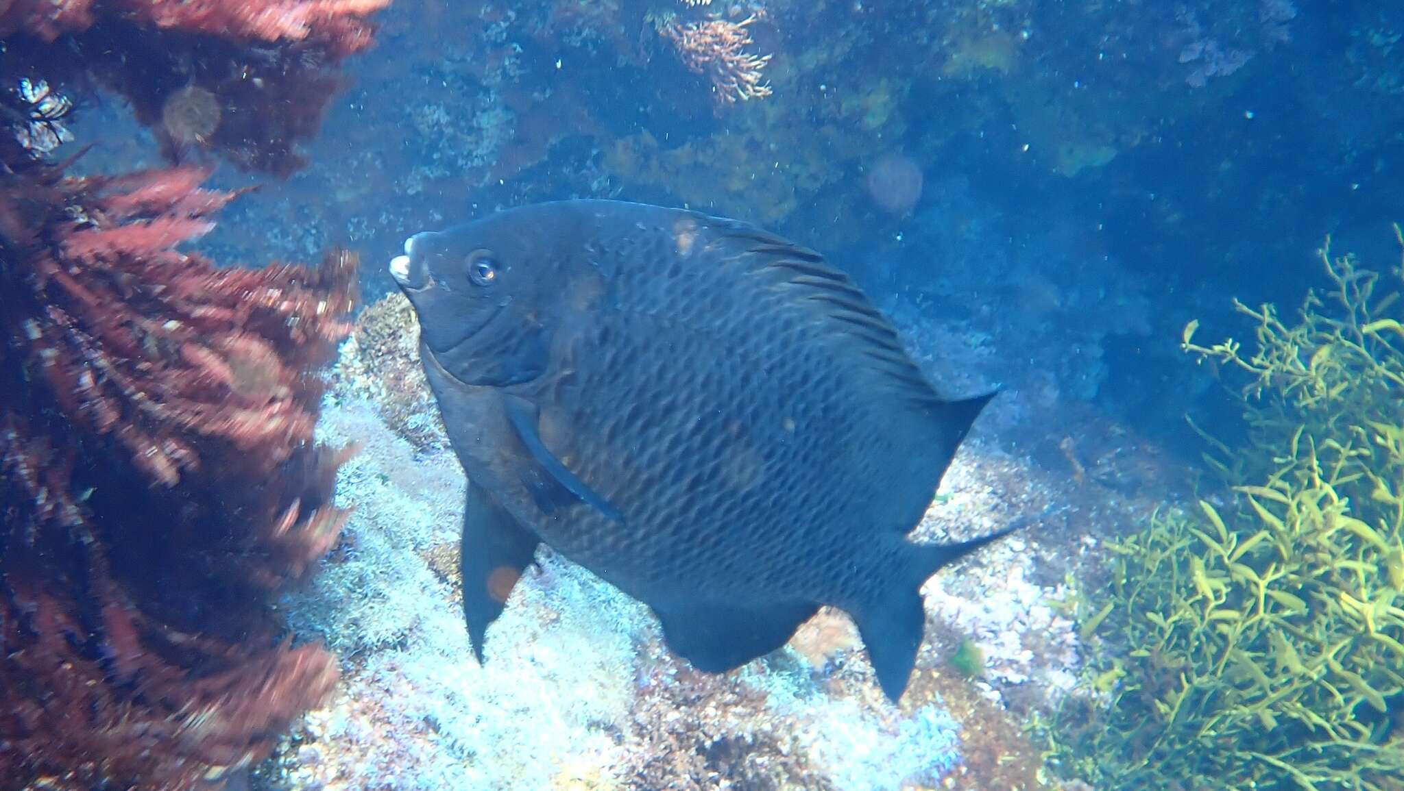 Image of New Zealand black angelfish