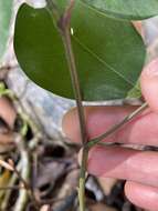 Image of Lysidice rhodostegia Hance