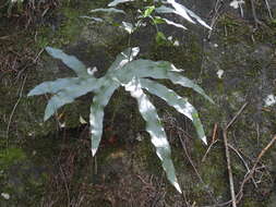 Image of anglevein fern