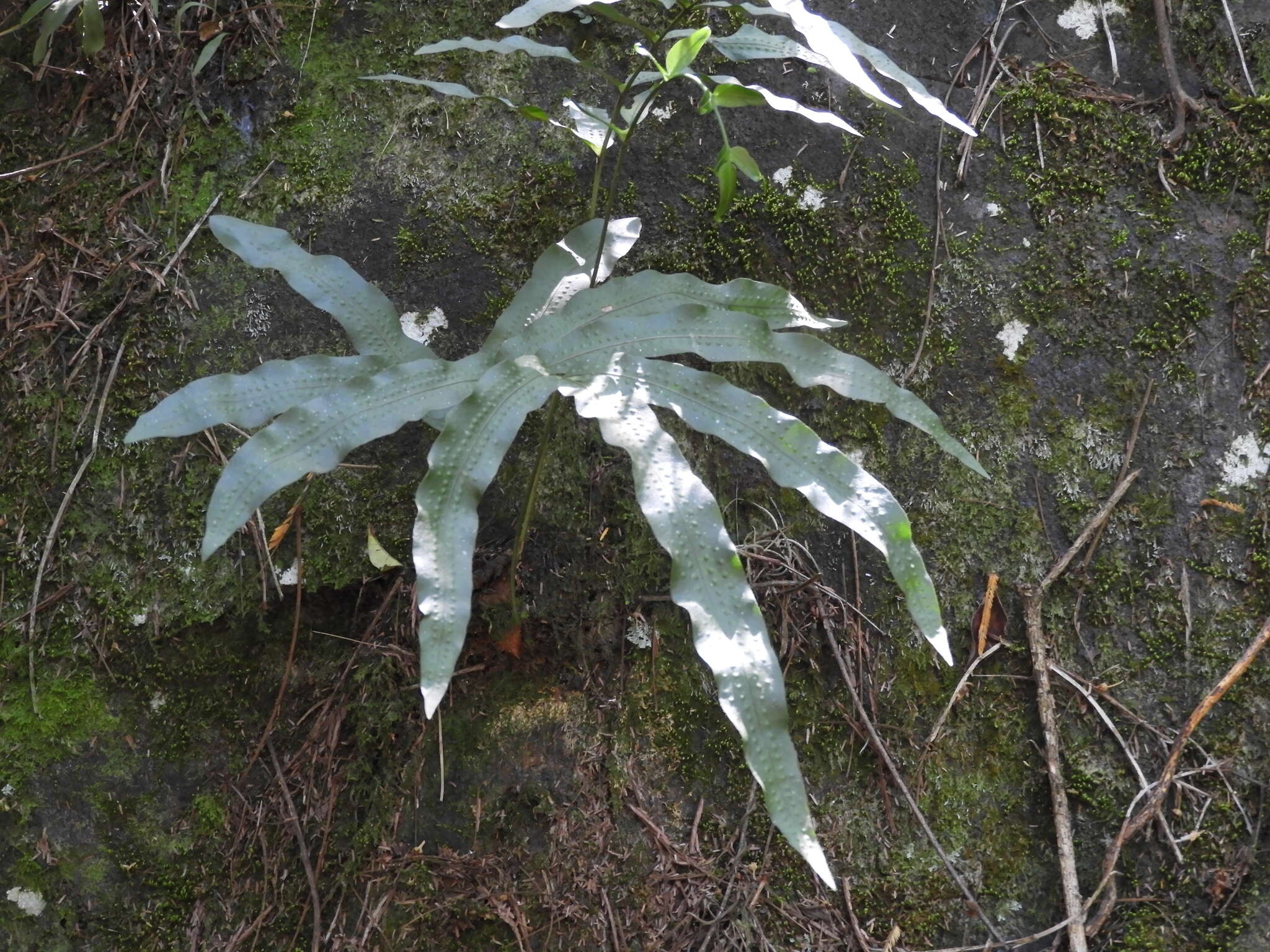 Image of anglevein fern
