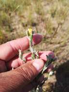 Plancia ëd Oedera rotundifolia (Less.) N. G. Bergh