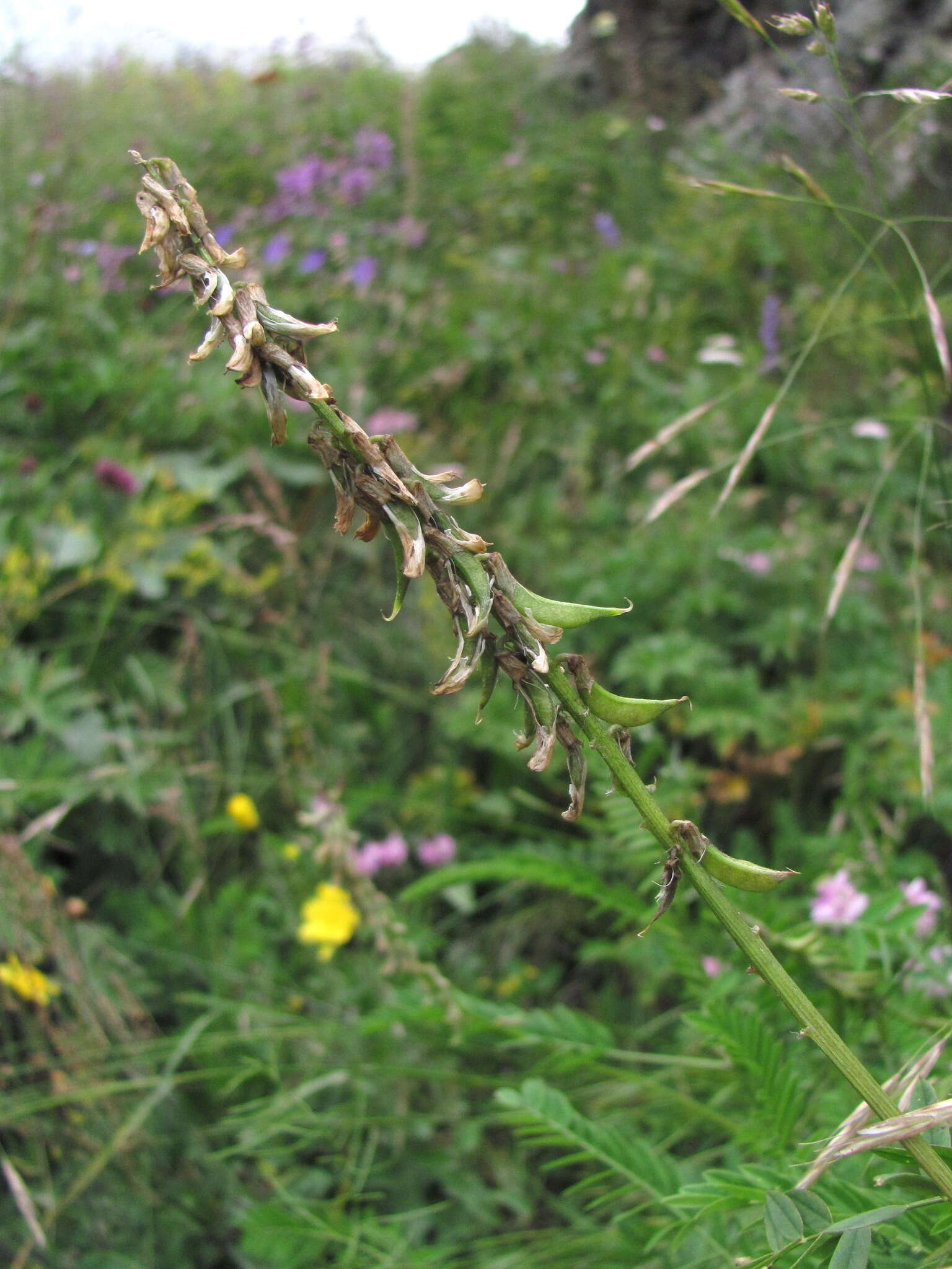 Image of Russian milkvetch