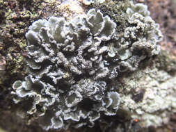 Image of Pannaria fulvescens (Mont.) Nyl.