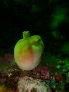 Image of sea peach