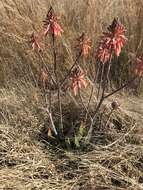 Image of Aloe greatheadii Schönland