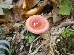 Image de Russula paraemetica Reumaux 1997