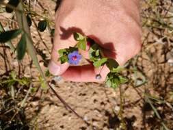 Imagem de Lysimachia foemina (Mill.) U. Manns & Anderb.