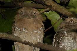 Image of Ceylon Frogmouth