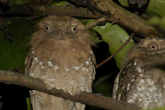 Image of Ceylon Frogmouth