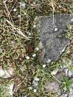 Image of Dwarf Bindweed