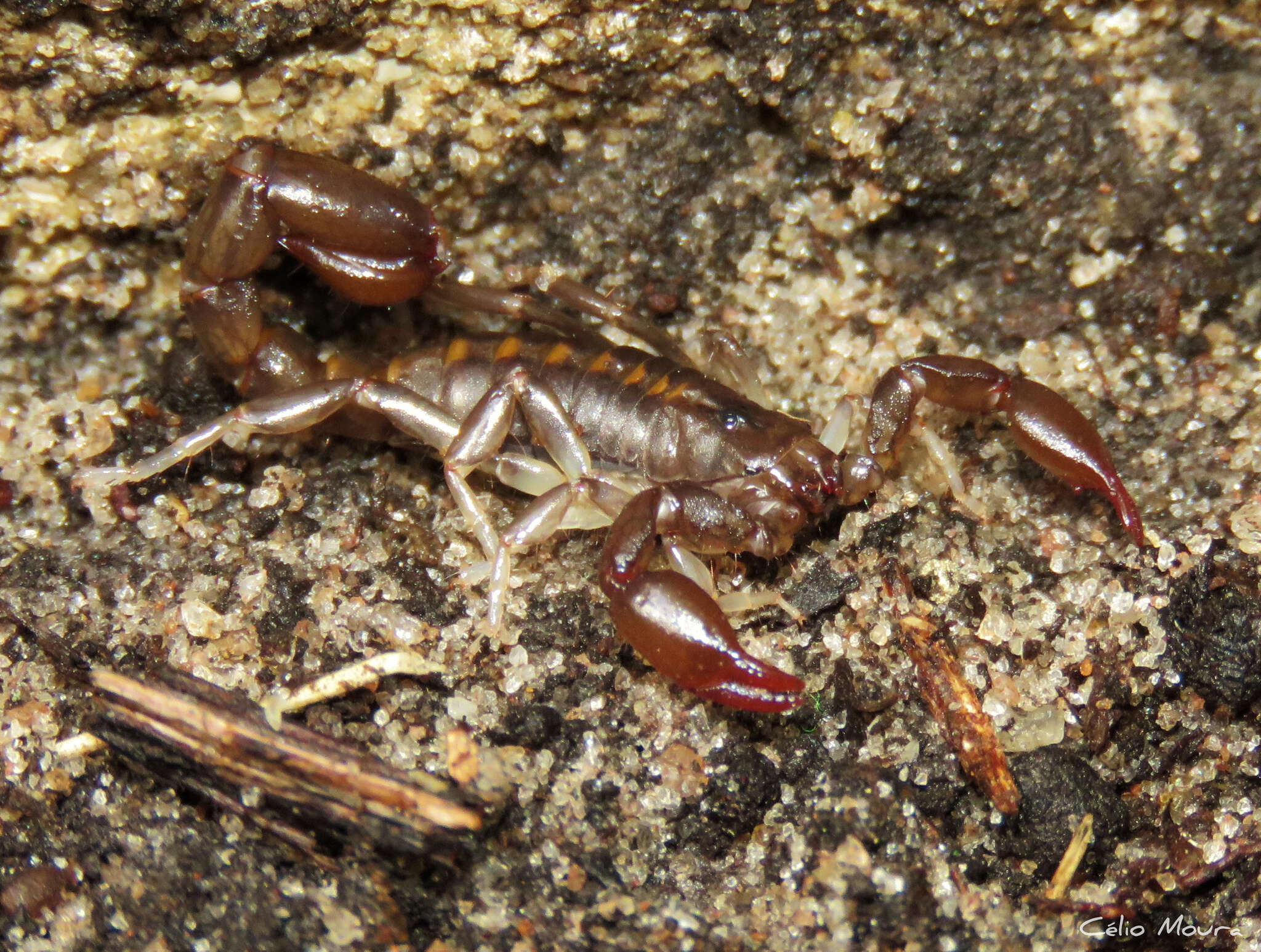 Image of Bothriurus asper Pocock 1893