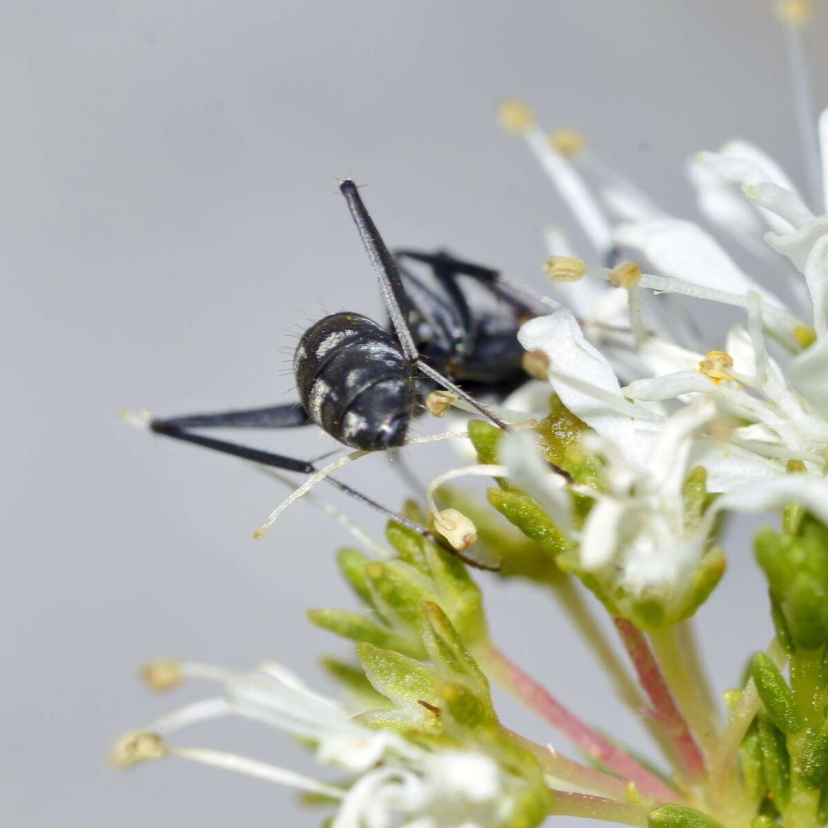 Camponotus angusticeps Emery 1886的圖片