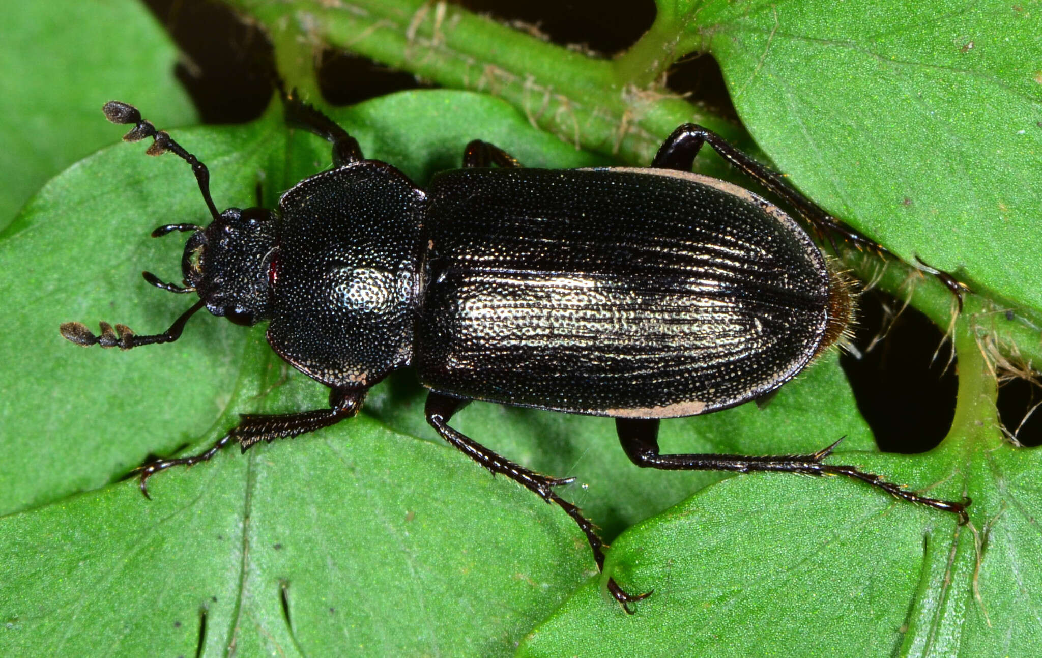 Image of Platyceroides infernus Paulsen 2017