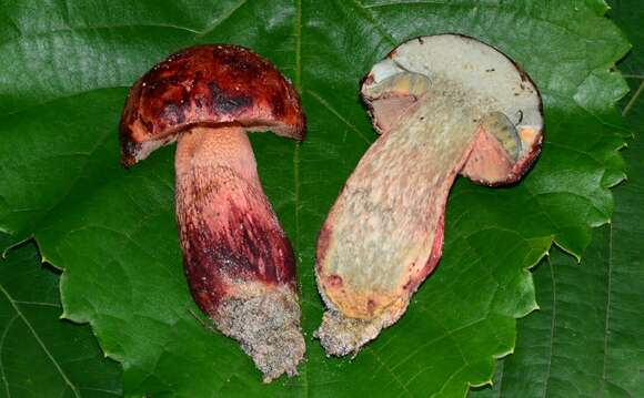 Image of Butyriboletus floridanus (Singer) G. Wu, Kuan Zhao & Zhu L. Yang 2016