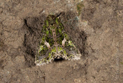 Image of orache moth