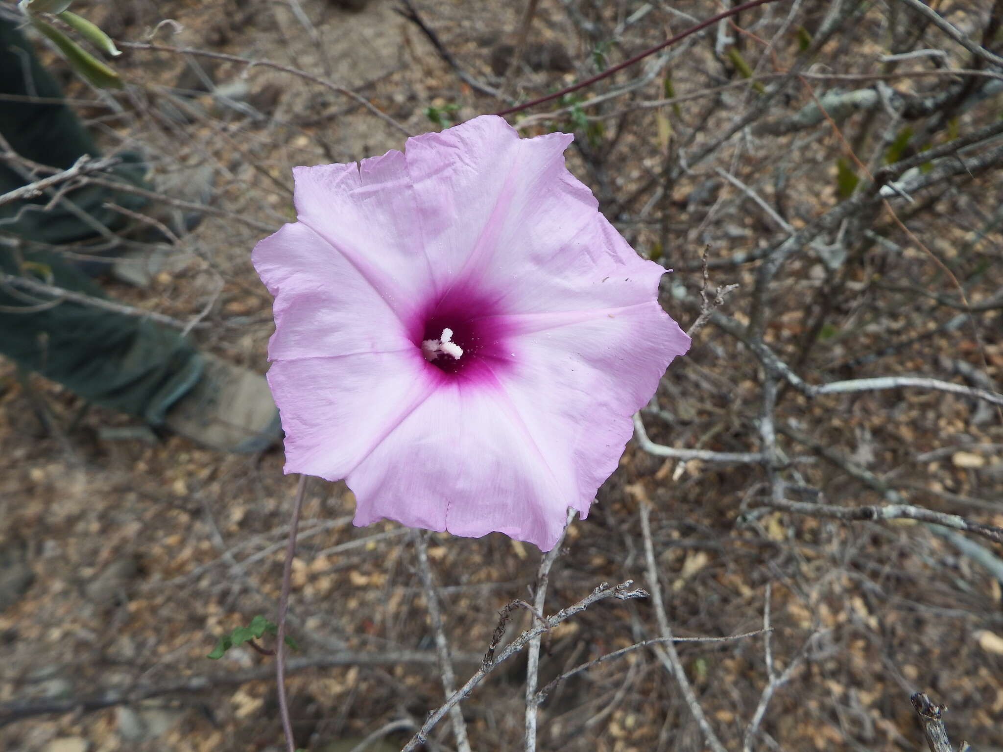 Image de Ipomoea rupicola House