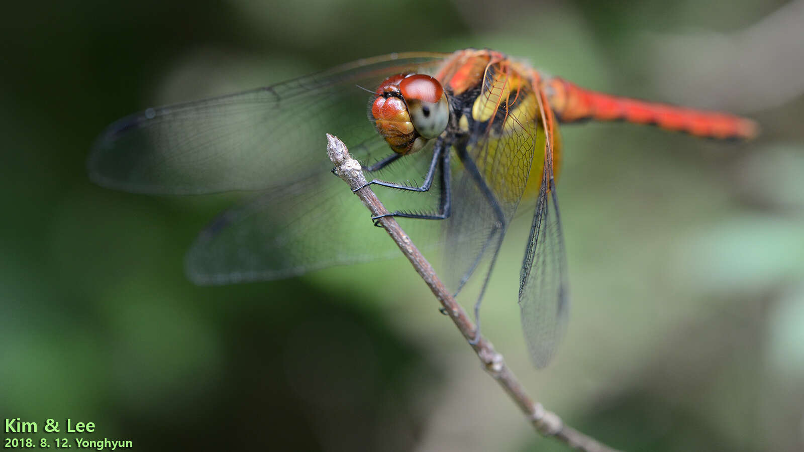 Image of Sympetrum speciosum Oguma 1915