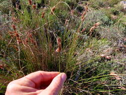 Image of Schoenus graminifolius (Levyns) T. L. Elliott & Muasya