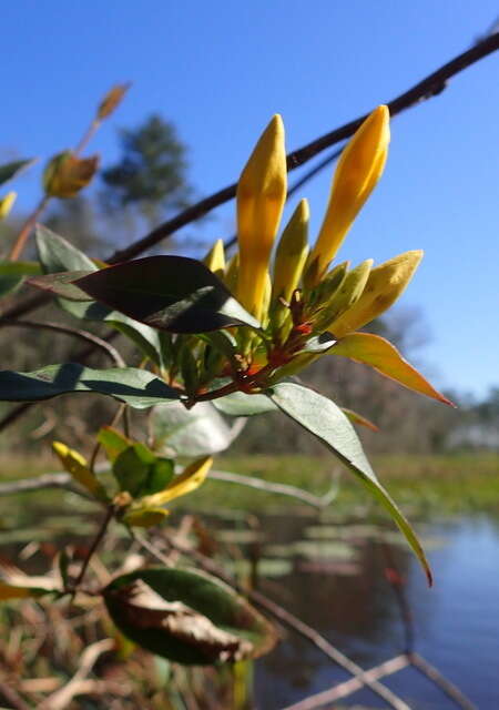 Image of Rankin's trumpetflower