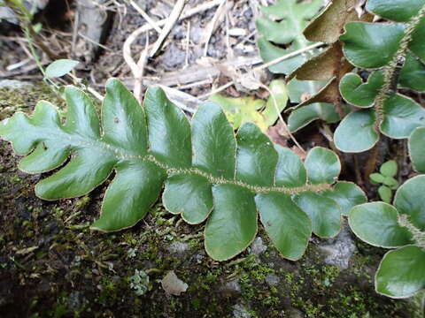 Imagem de Asplenium aureum Cav.