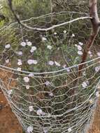 Image of Olearia picridifolia (F. Müll.) Benth.