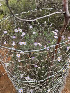 Слика од Olearia picridifolia (F. Müll.) Benth.