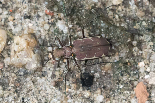 Image of Cicindela (Hipparidium) equestris Dejean 1826