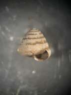 صورة <i>Euconulus trochulus</i>