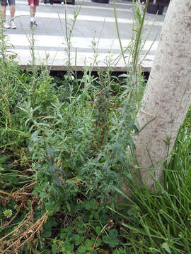 Epilobium billardiereanum subsp. cinereum resmi