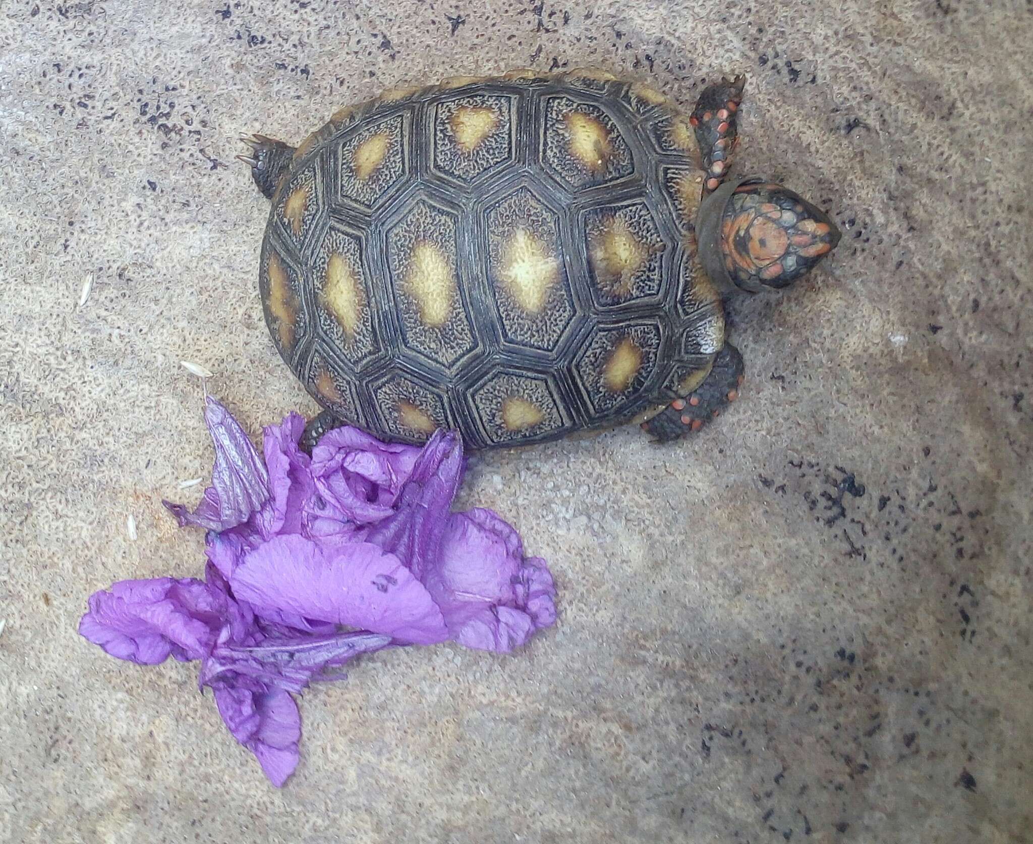 Image of Red-footed Tortoise