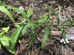 Imagem de Cirsium repandum Michx.