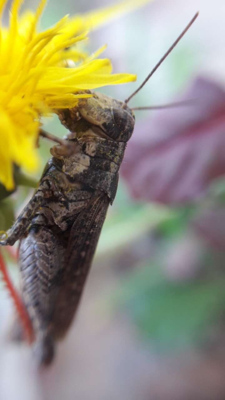 Baeacris punctulata (Thunberg 1824)的圖片