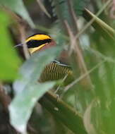 Image of Javan Banded Pitta