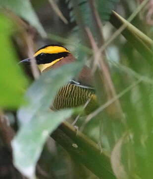 Image of Javan Banded Pitta