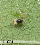 Image of Pteromalid wasp