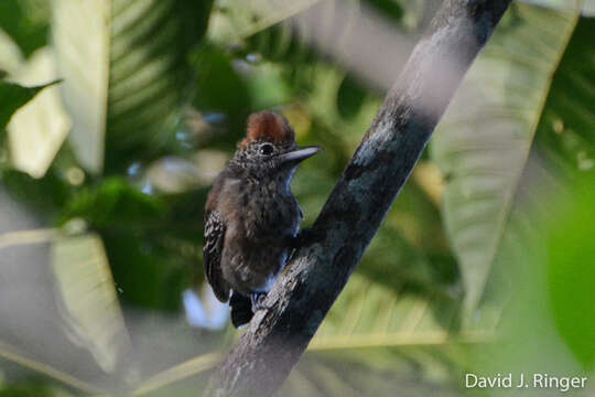 Image of Black-crested Antshrike