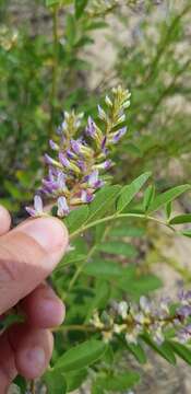 Image of cultivated licorice